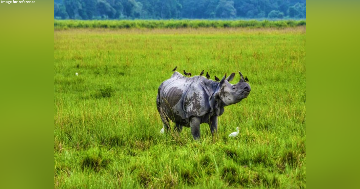 Assam: Major poaching racket busted in Kaziranga, 2 poachers arrested